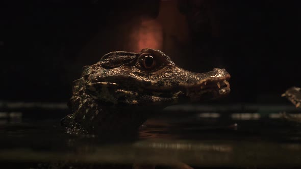 Up close footage of small crocodiles fighting at the surface of a small pool. Museum exhibit or exot alt