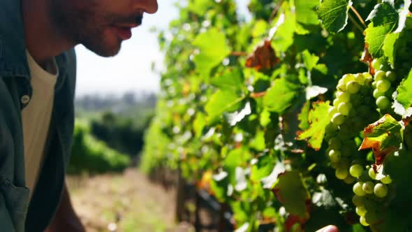 Male farmer checking grapes in vineyard alt