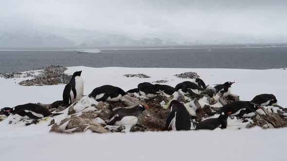 Gentoo Penguins Walk n Higway in Antarctica