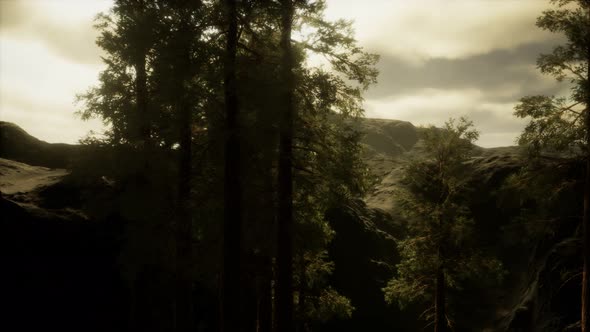 Fog and Pine Trees on Rugged Mountainside and Coming Storm alt