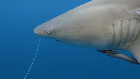lemon shark close to camera slowmo alt