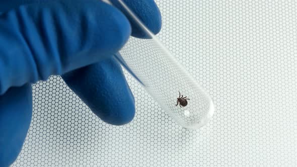 The Lab Technician Holds a Test Tube with a Captured Mites of the Genus Dermacentor, for Analysis alt