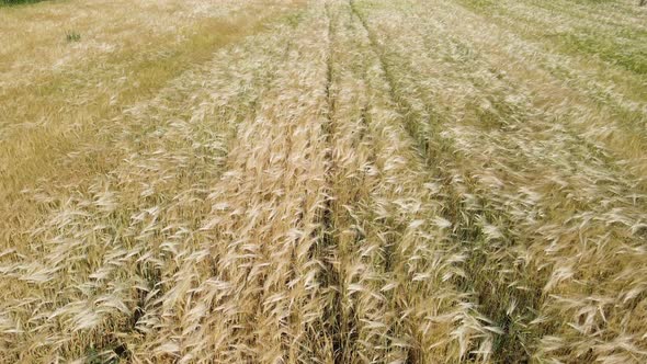 Walking in the Yellow Wheat Field in Summer