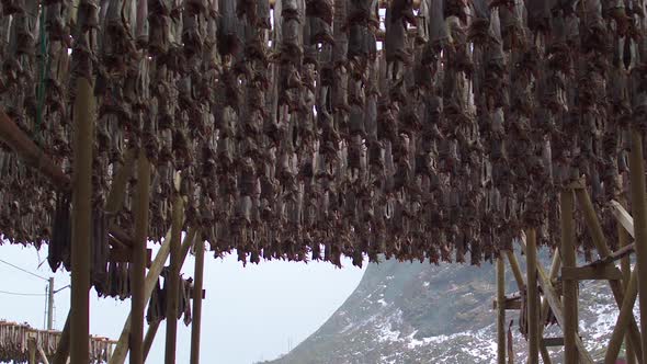 TRACKING TILT DOWN REVEAL from cod drying to a fishing boat in Lofoten, Norway alt