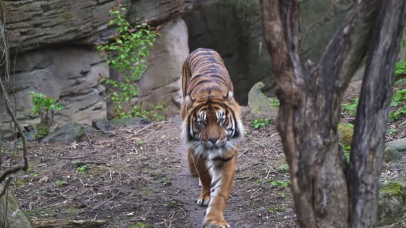 Sumatran tiger (Panthera tigris sumatrae)