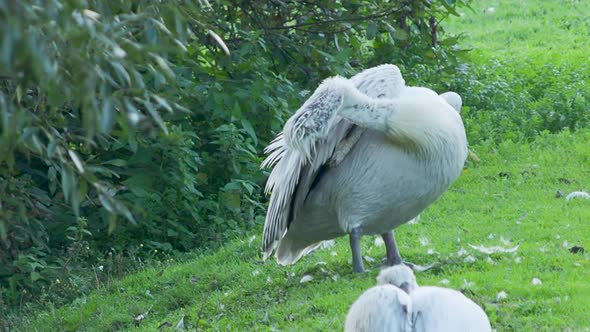 Close Up Portrait of Dalmatian Pelican, Pelecanus Crispus, Cleaning Its Feathers. Big Freshwater alt