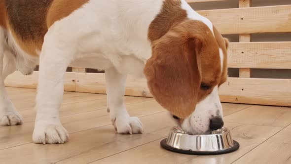 Dog Beagle Drink Water From Metal Bowl at Home alt