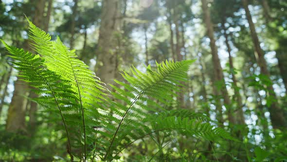 Fern In The Forest