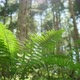 Fern In The Forest - VideoHive Item for Sale