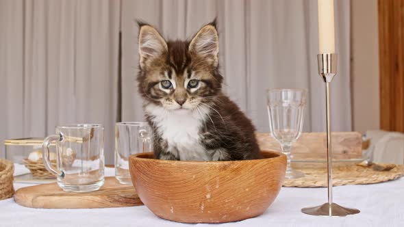 Striped Grey Kitten Lies in a Wooden Plate on the Kitchen Table alt