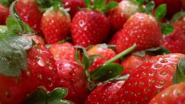 Closeup Shot of Fresh Strawberries with Green Twigs and in Drops of Water