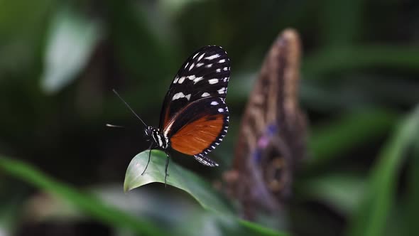 Golden Longwing (Heliconius hecale) butterfly sitting still on leaf alt