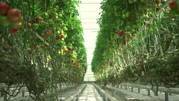 Green Tomato Plants Growing in Modern Greenhouse with Hydroponic Technology Spbd alt