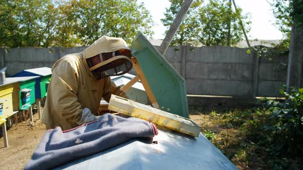 Beekeeper Holding a Honeycomb Full of Bees  60p