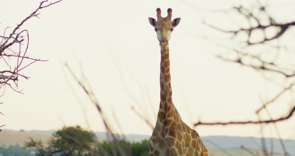 Still Medium Shot of a Giraffe Standing and Looking at Camera alt