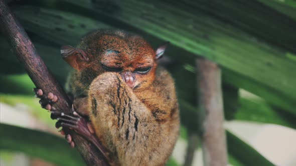 Philippines Tarsier Sanctuary Animal Resting on Tropical Tree