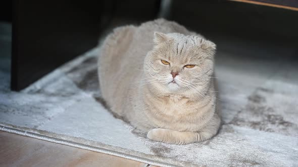 Cute Curious Scottish Fold Cat Relaxing at Home on the Fluffy Carpet Closeup Portrait alt