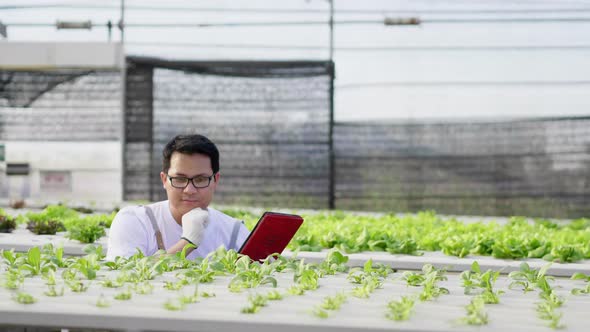 Asian farmer checking hydroponic vegetables in a hydroponic farm alt