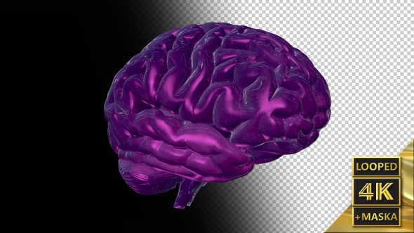 Computer Model of the Human Brain 