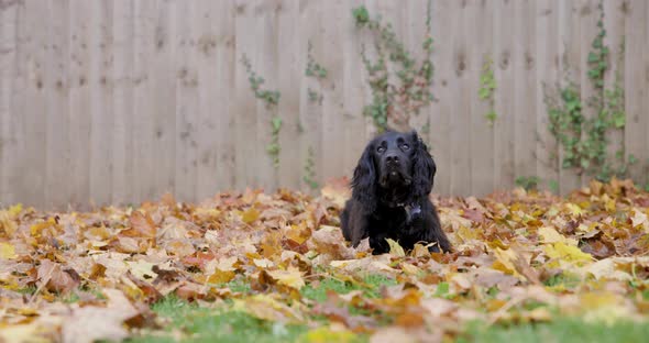 Cinematic authentic shot of playful black dog sitting on colorful leaves