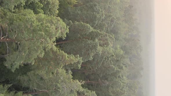 Vertical Video of a Green Forest on a Summer Day alt