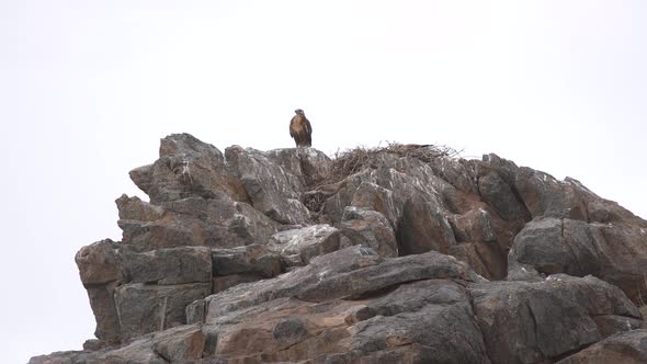 A Hawk Watches From its Nest in Rock alt