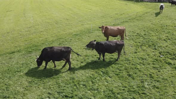 Drone view of cows in a pasture in the Swiss Alps alt
