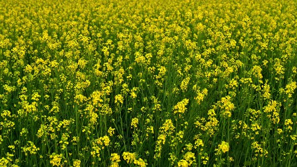 Scene Of Mustard Flower In The Field, Yellow Beauty