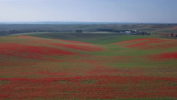Aerial View of Poppy Hills in Moravia Czech Republic alt