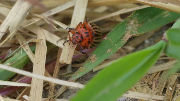 Striped Bug crawling in straw on farm during summer day,close up low angle - Colorado Potato Beetle alt