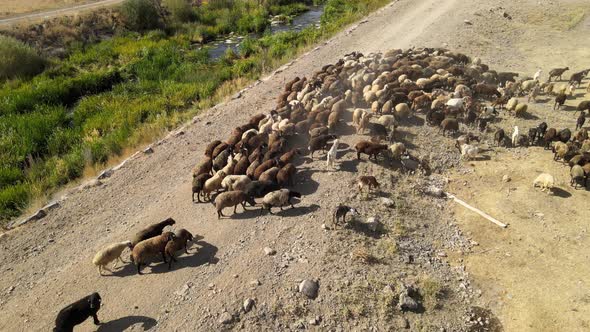 sheep return home alt