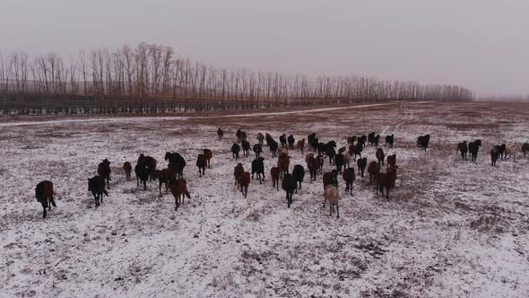 Horses in the Winter Landscape