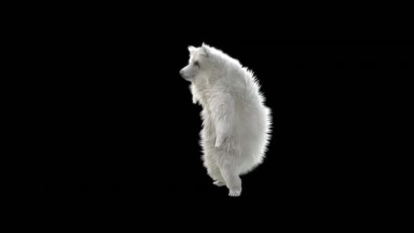 124 White Bear Dancing HD alt