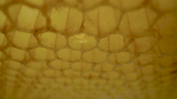 Frame of Honeycombs with Dripping Thick Honey From Cells alt