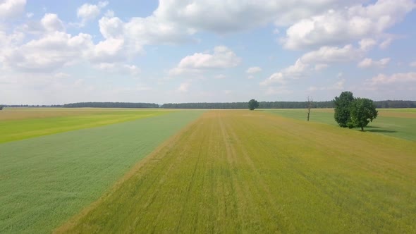 Beautiful Young Cereal Fields in  Aerial Footage alt