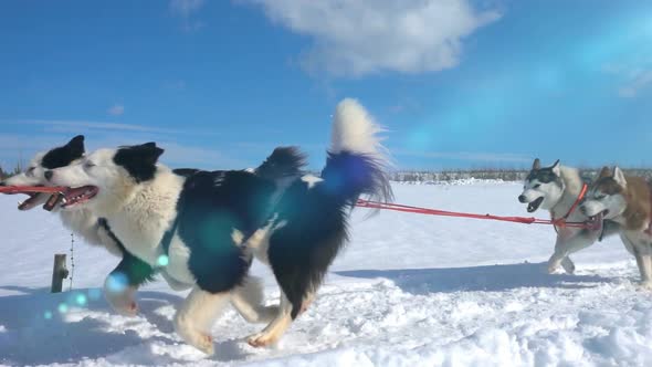 Dogs Harnessed By Dogs Breed Husky Pull Sled with People, Slow Motion, Video Loop alt