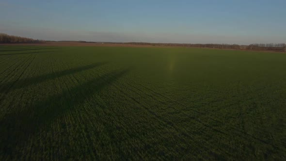 FPV Drone View Above Young Wheat at Sunset, Fast Move