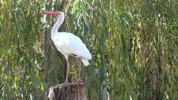 White Ibis. The Ibis is standing in the sunlight