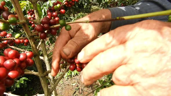 Harvesting coffee on the farm alt
