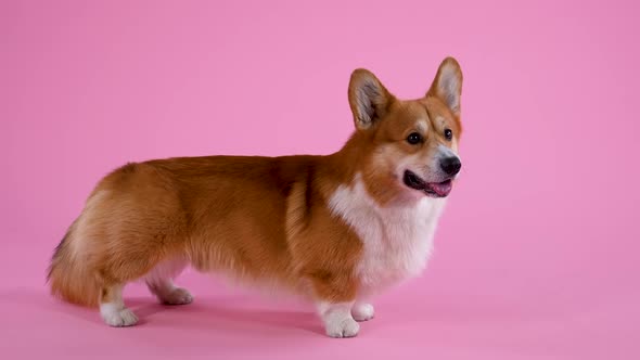 Pembroke Welsh Corgi Stands in Full Growth in the Studio on a Pink Background alt