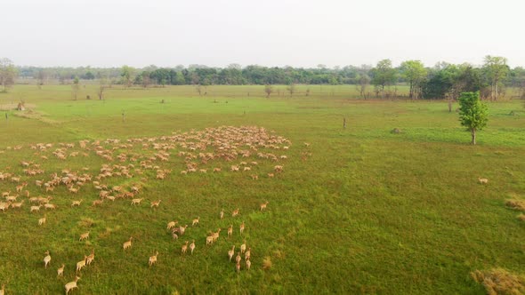 Deer Running In Grassland