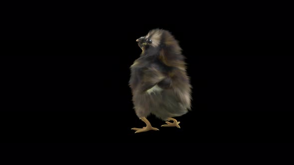 14 Baby Chicks Dancing 4K alt