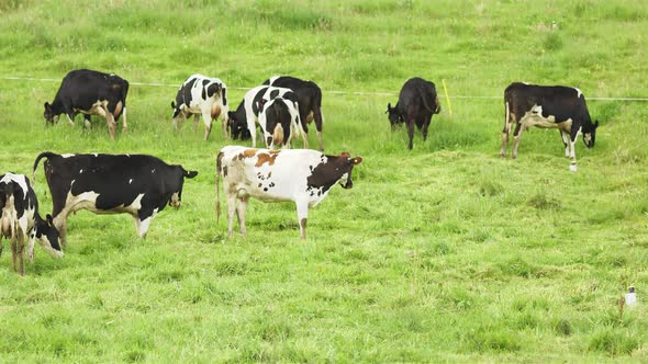 Cows grassing on the mountains alt