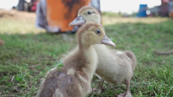 Cute Little Ducklings Close Up Walking in Yard on Farm and Farmer Watching Them