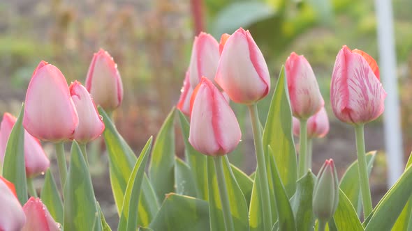 Beautiful Spring Flowers alt