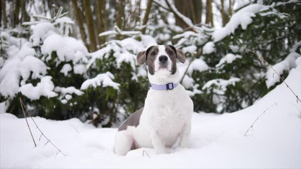 Dog In Winter Forest With Snow Walking Outdoors On Nature alt