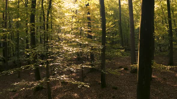 Autumn Forest Drone Goes Up a Tree