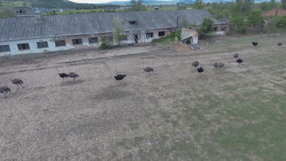 Ostriches Farm From Aerial Shot