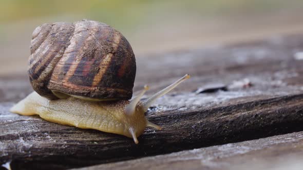 One Snail on a Wooden Board in Our Garden alt