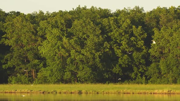 White Birds Gulls Fly and Swim Over the Lake in Front of Forest in the Evening alt